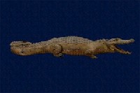 眼鏡凱門鱷藏品圖，第4張